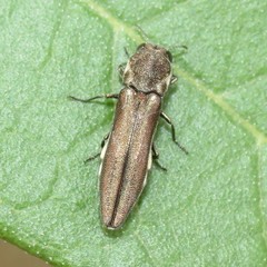Agrilus catalinae