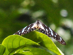 Graphium leonidas