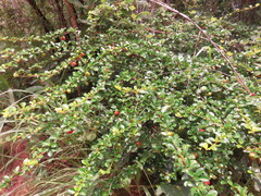 Canthium berberidifolium