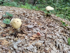 Agrocybe rivulosa