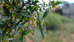 Stylobasium