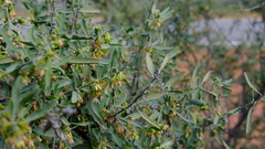 Stylobasium