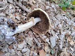 Agrocybe rivulosa