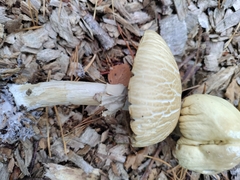 Agrocybe rivulosa