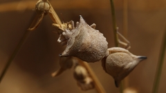Ventocoris falcatus