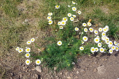 Tripleurospermum inodorum