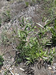 Acacia confusa
