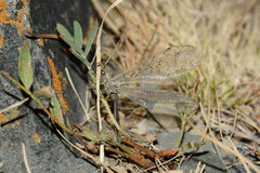 Myrmeleon inconspicuus