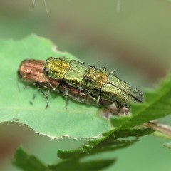 Agrilus arizonicus