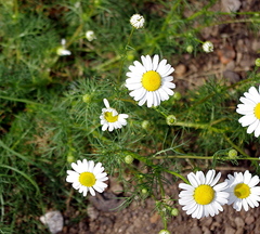 Tripleurospermum inodorum