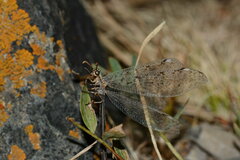 Myrmeleon inconspicuus