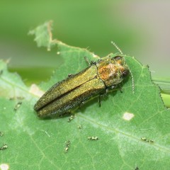 Agrilus arizonicus