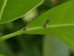 Diaphorina