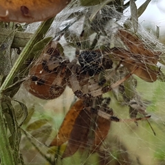 Araneus quadratus