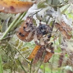 Araneus quadratus