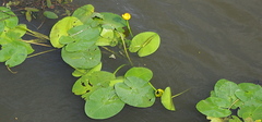 Nuphar lutea