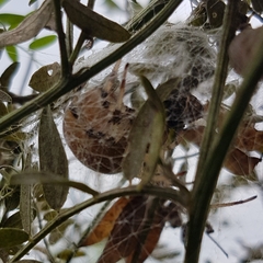 Araneus quadratus