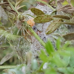 Araneus quadratus