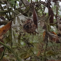 Araneus quadratus