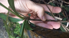 Myrsinoideae