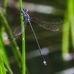 Lestes tridens