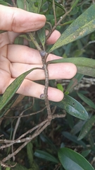 Myrsinoideae