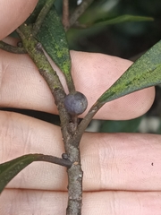 Myrsinoideae