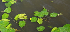 Nuphar lutea