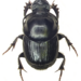 Onthophagus taurus - Photo (c) Mamaev V.I.,  זכויות יוצרים חלקיות (CC BY-NC), הועלה על ידי Mamaev V.I.