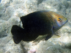 Hemiglyphidodon plagiometopon