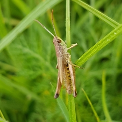 Pseudochorthippus parallelus