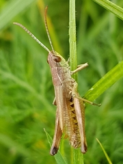 Pseudochorthippus parallelus