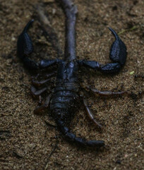 Opisthacanthus validus