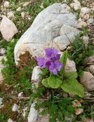 Primula amoena