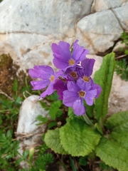 Primula amoena