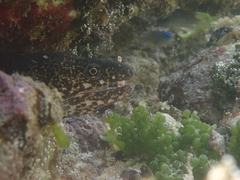 Gymnothorax chilospilus