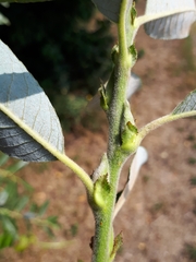 Salix daphnoides