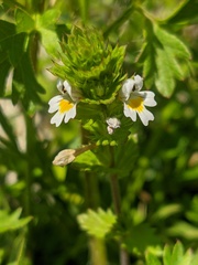 Euphrasia taurica