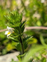 Euphrasia taurica
