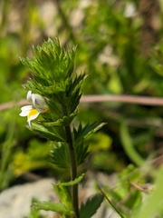 Euphrasia taurica