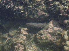 Gymnothorax pictus