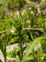 Euphrasia taurica