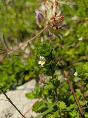 Euphrasia taurica