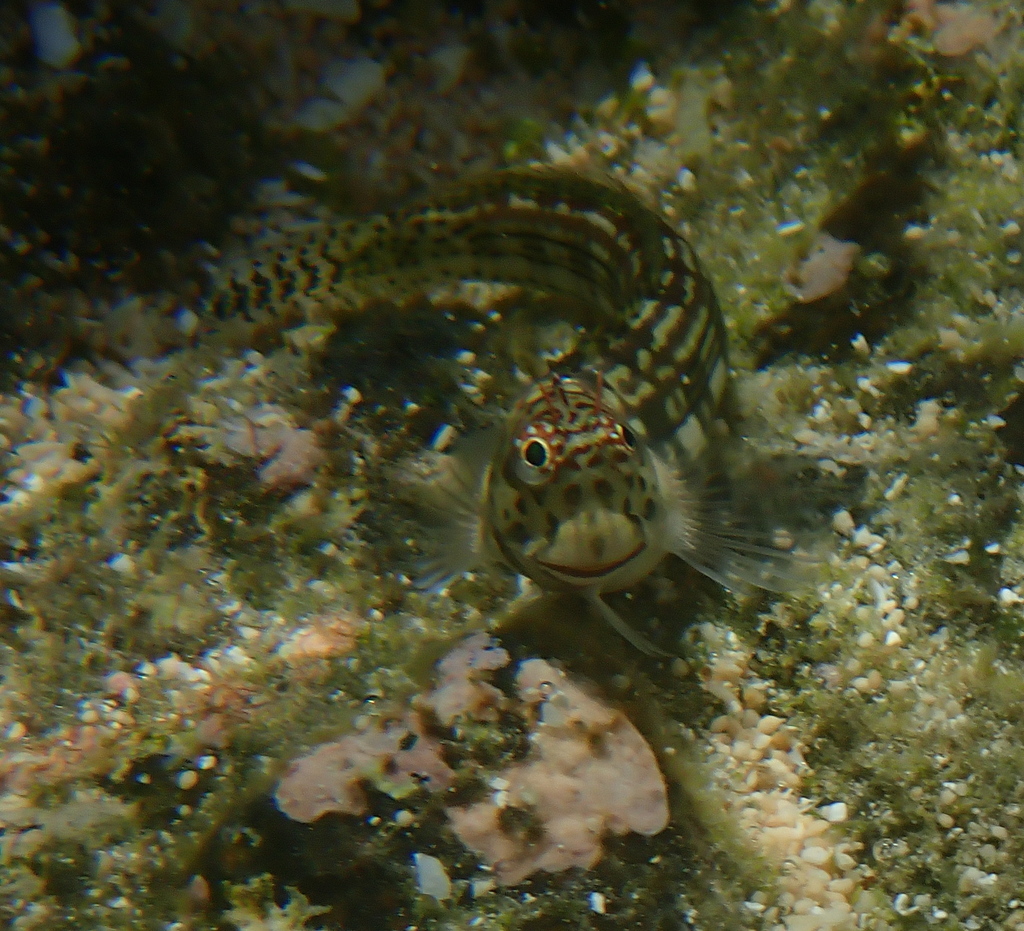 Lined-tail Blenniella