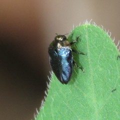Pachyschelus secedens