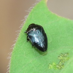 Pachyschelus secedens
