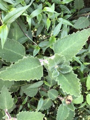 Coleus habrophyllus