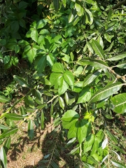 Salix daphnoides