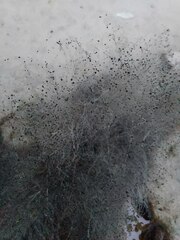 Mucoromycota