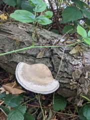 Trametes gibbosa